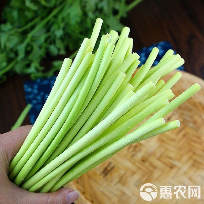 蒜苔【新鲜现摘现发疯狂热销中】绿帽蒜苔红帽蒜台新鲜批发蔬菜