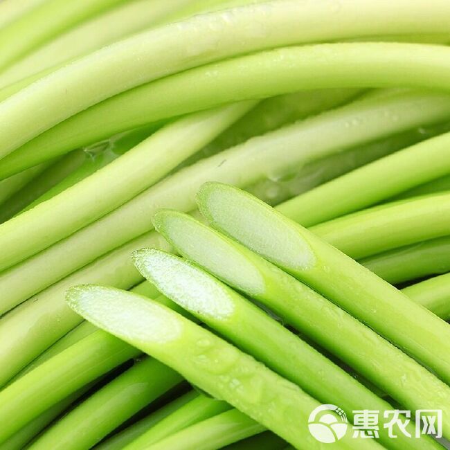 蒜苔【新鲜现摘现发疯狂热销中】绿帽蒜苔红帽蒜台新鲜批发蔬菜