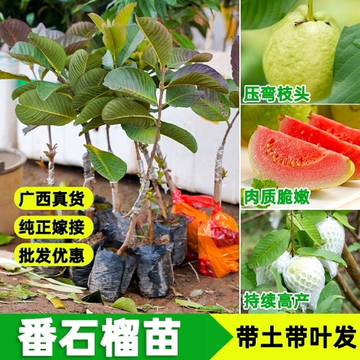 灵山县番石榴苗  红宝石少籽芭乐苗 芭乐树苗各个品种，嫁接苗，包邮包售后