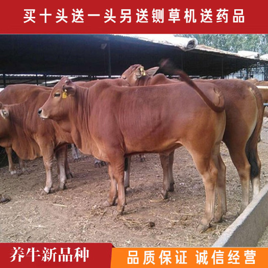 嘉祥县 利木赞牛，肉牛出售，养殖场直销十头送一头全国包送到家