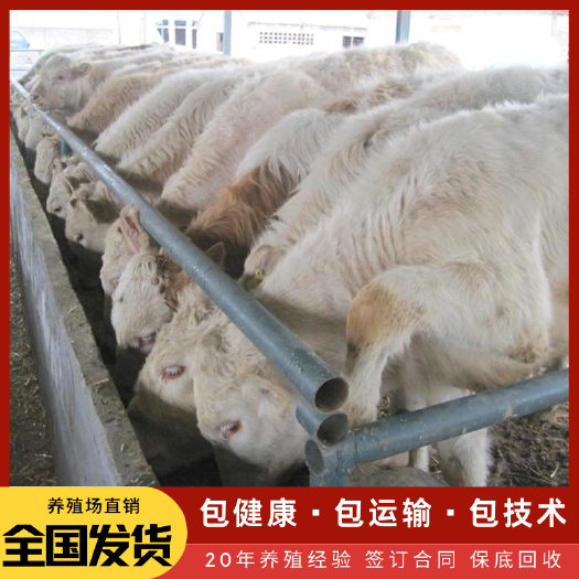 梁山县 夏洛莱牛 全国包送到家 提供一对一技术指导 送饲料设备包回收