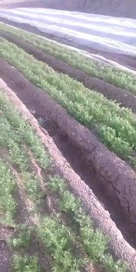 靖远县秤杆红萝卜 原产地胡萝卜，马上上市，可支持提前包地，