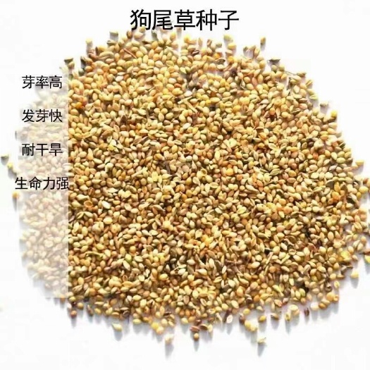 沭阳县狗尾草种子