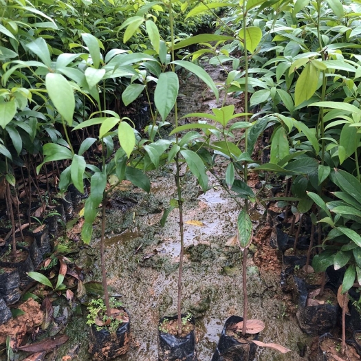广州名贵木材树苗 金丝楠木树苗 四川小叶桢楠树苗金丝楠木苗盆栽