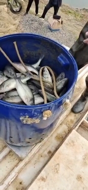 咸宁加州鲈鱼 精品鲈鱼