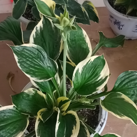 界首市玉簪花 玉簪