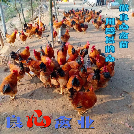 衡阳土鸡苗基地直卖黄脚大红公鸡另有灵山麻鸡苗三黄鸡苗五黑鸡绿壳蛋