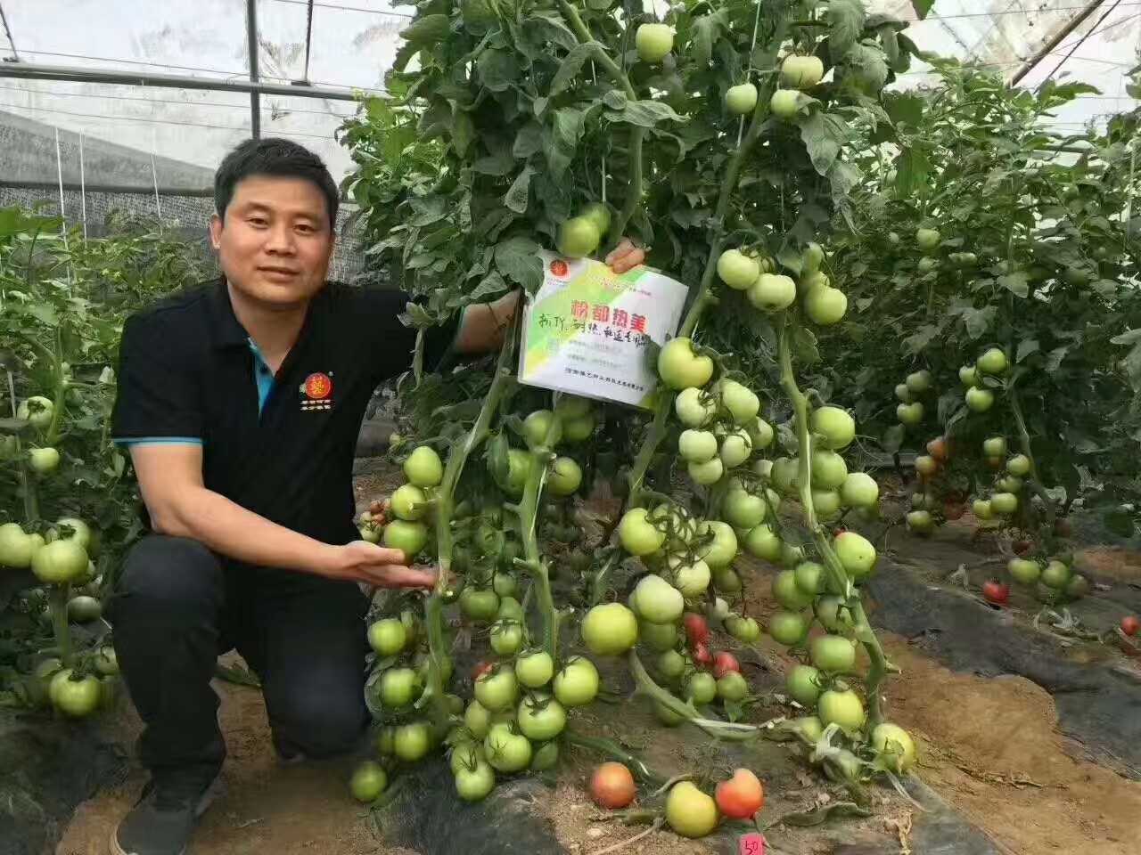 粉都热美番茄无限生长型抗病抗裂抗线虫果形大小均匀口感非常