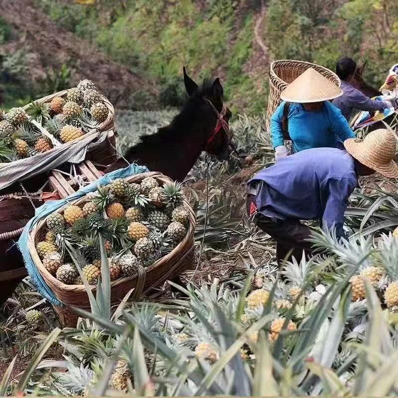  海南本地香水菠萝常年大量供应果园直发【寻找诚信伙伴】