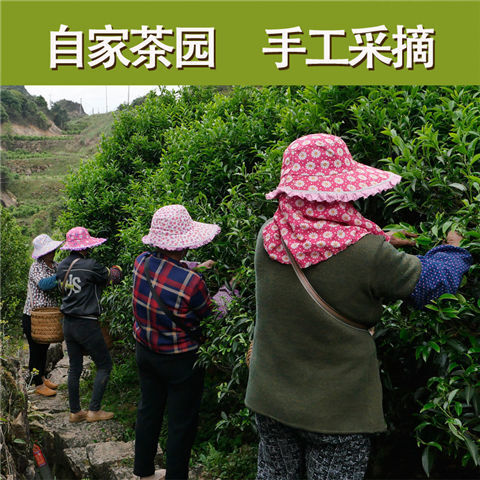 诏安县福建诏安八仙茶高山茶乌龙茶红茶绿茶大红袍（中高端）一包也售卖