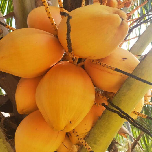 海南金椰子三亚特产新鲜水果黄金红椰九个装黄椰现摘带皮送开椰器