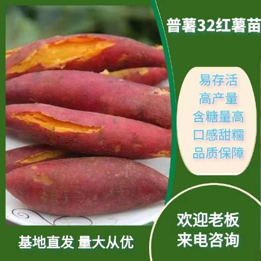 西瓜红红薯苗 ，货源充足产地直供欢迎采购