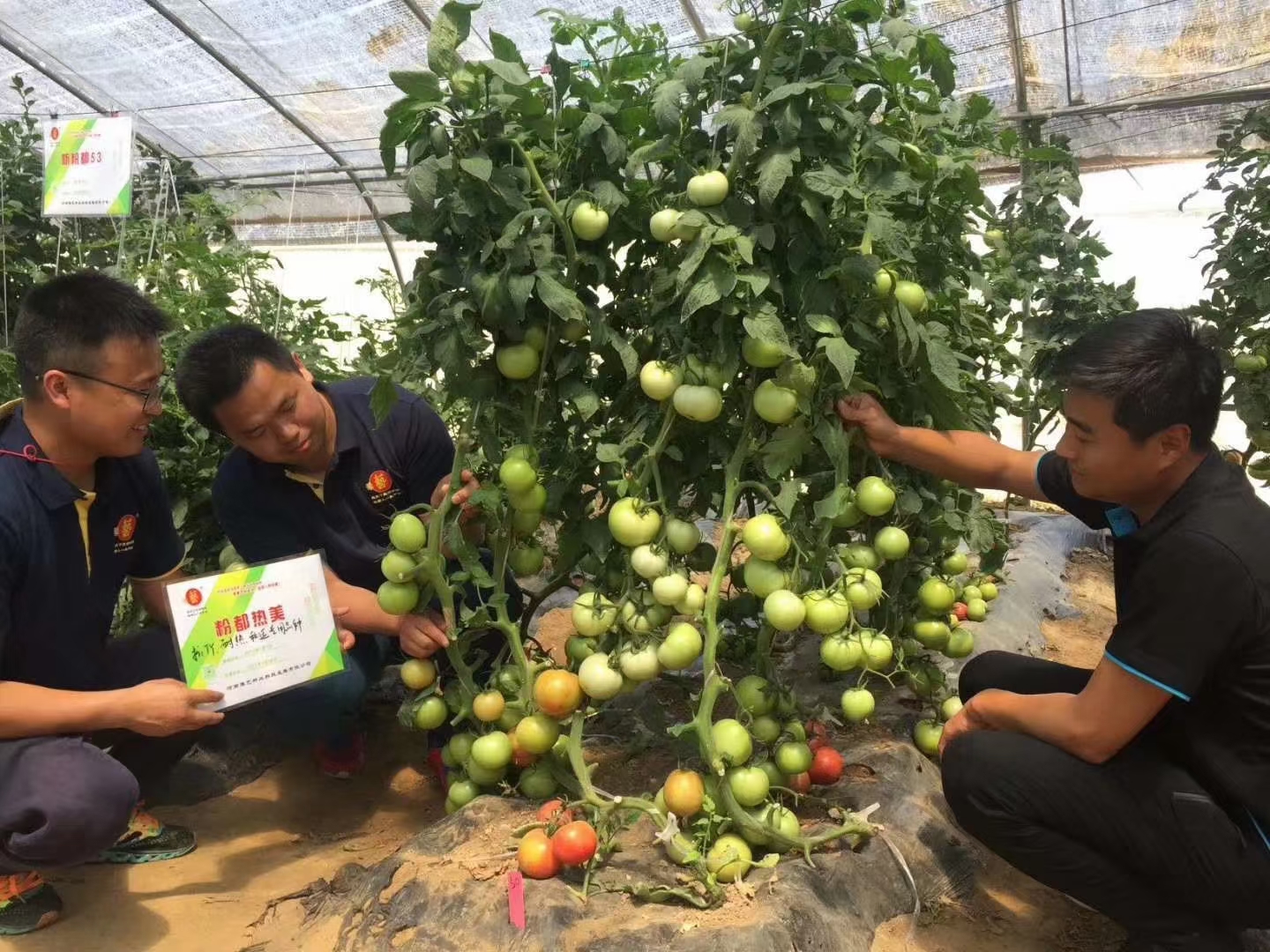 粉都热美番茄无限生长型抗病抗裂抗线虫果形大小均匀口感非常