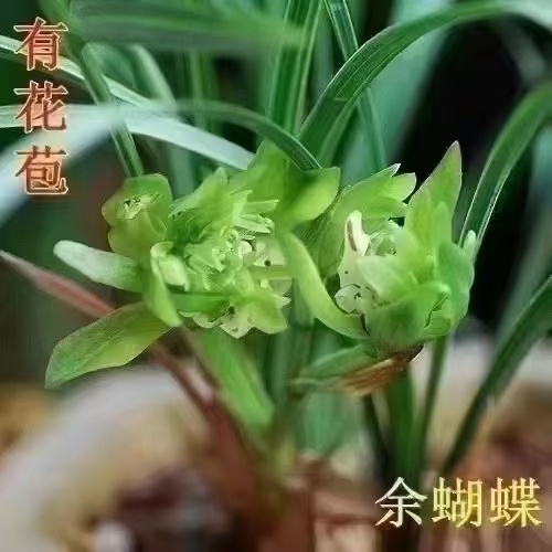 南靖县 兰花苗 老种余蝴蝶 春兰奇花冬带花苞室内花卉盆栽