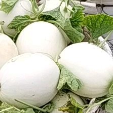 上海玉菇甜瓜 上海南汇玉姑上市了