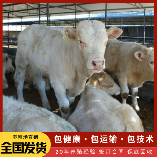 梁山县 夏洛莱牛 自家养殖场直销 300-500斤以上均有 量大价优