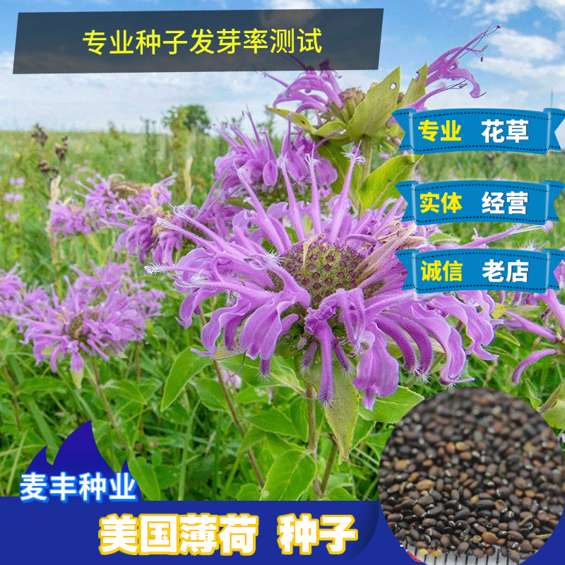 南京美国薄荷种子 观赏花卉柯罗红花园红薄荷 佛手甜 马薄荷种子