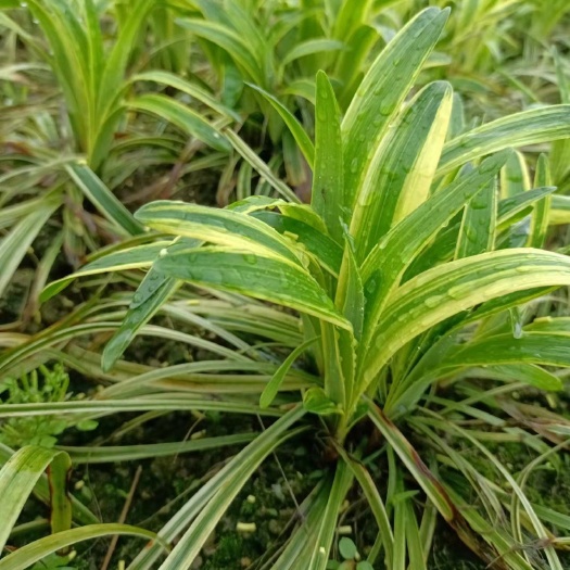 郴州麦冬草 金边麦冬