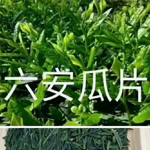 霍山县 2022年六安瓜片、霍山黄芽