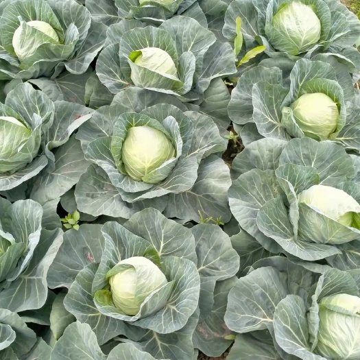 遂溪县包菜 150亩（约400多吨）甘蓝（丽丽）平均2斤／个