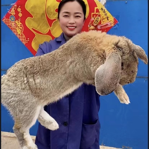 嘉祥县《推荐》公羊兔，大型巨兔，肉兔，彩色獭兔，宠物兔，全国发货