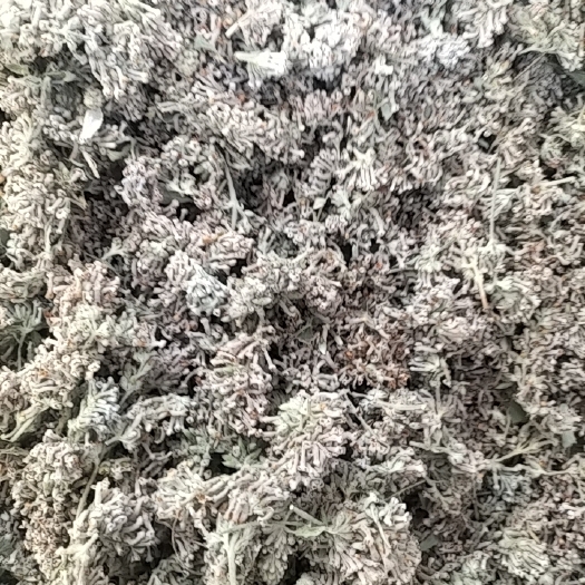 通江县巴中新货密蒙花