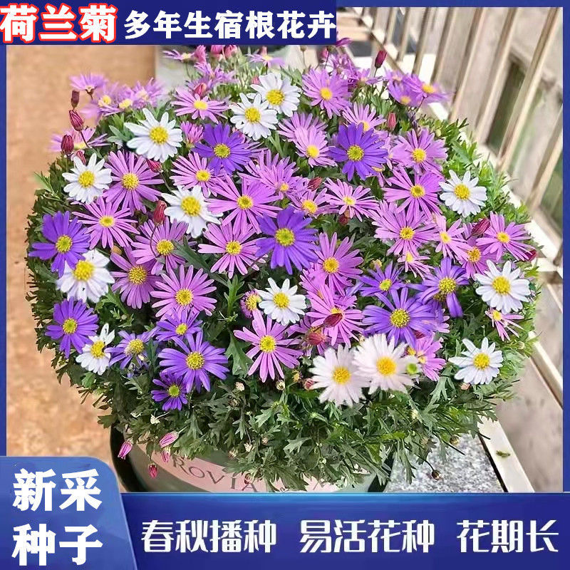 灌云县荷兰菊种子，多年生花卉种子，阳台庭院景观绿化花卉种子批发种