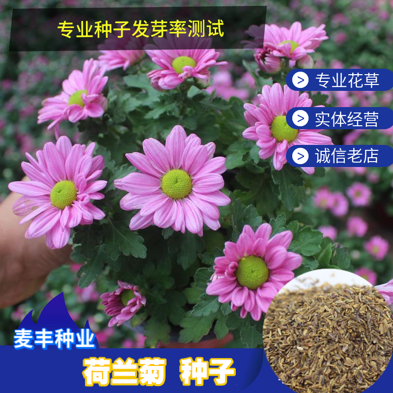 南京荷兰菊种子 柳叶菊紫菀花矮型非姬小菊花庭院花海多年生耐寒花种