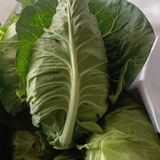 枝江市牛心甘蓝 牛心包菜己一人量上市，量大质优！！！