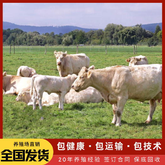 梁山县 夏洛莱牛犊 优质肉牛 涨势快好饲养 全国包送到家 送饲料配方
