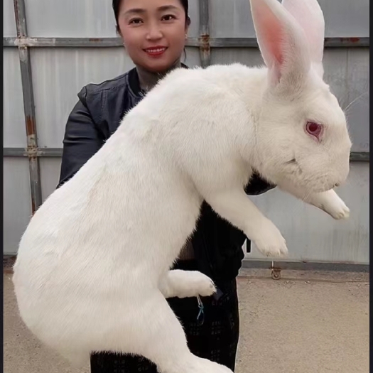 嘉祥县《合作养兔》肉兔，新西兰兔，伊拉肉兔，比利时兔，包技术