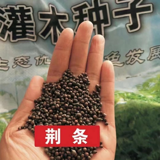 黄荆种子 荊条种子
