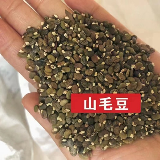 沭阳县山毛豆种子
