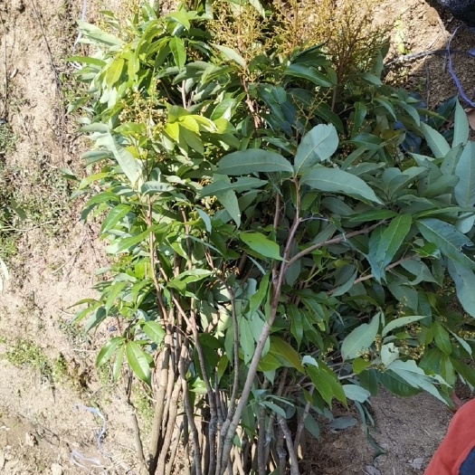灵山县妃子笑荔枝苗