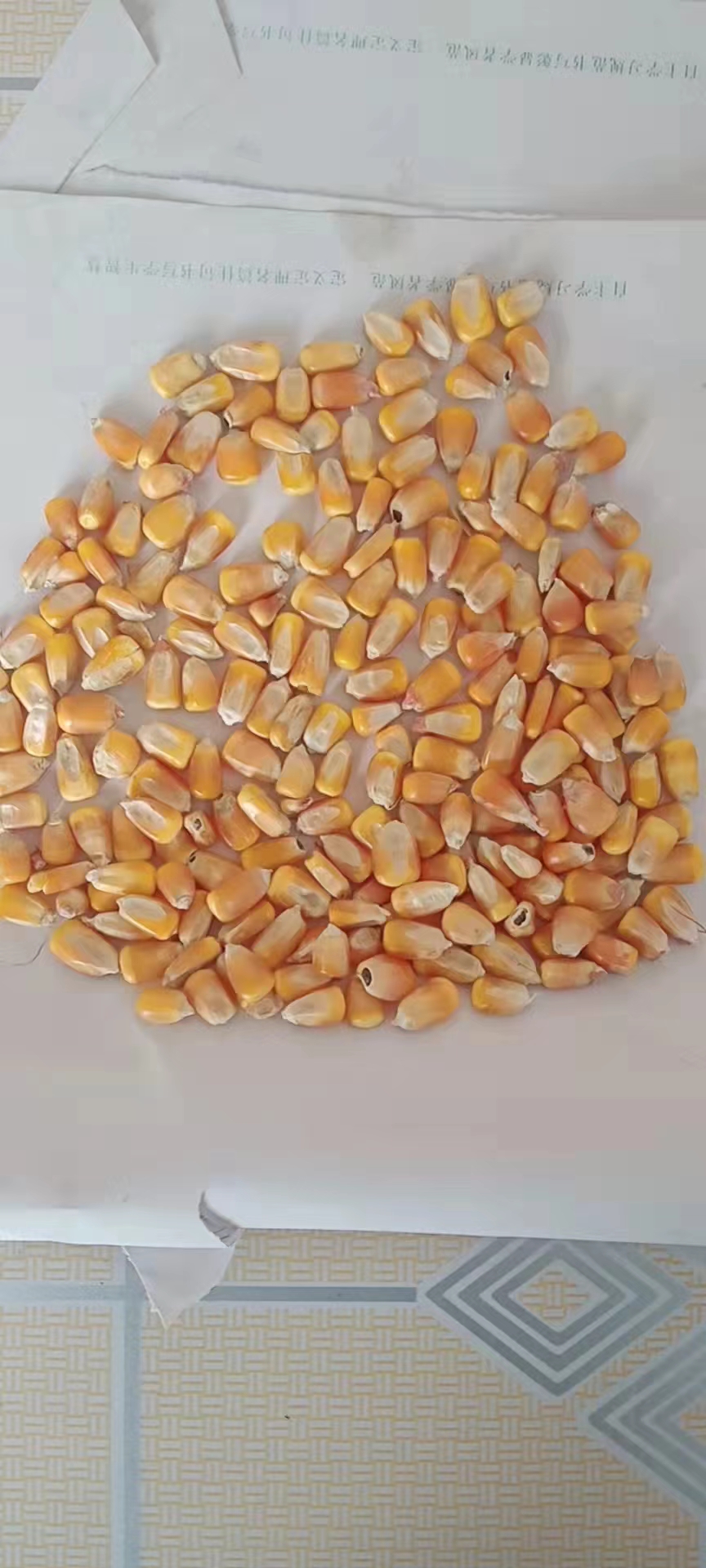 干玉米 东北玉米