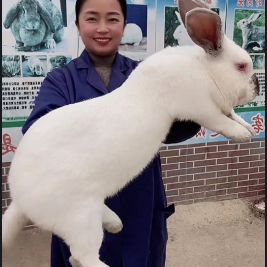 嘉祥县《合作养兔》伊拉肉兔，比利时兔，新西兰兔，公羊兔，全国发货