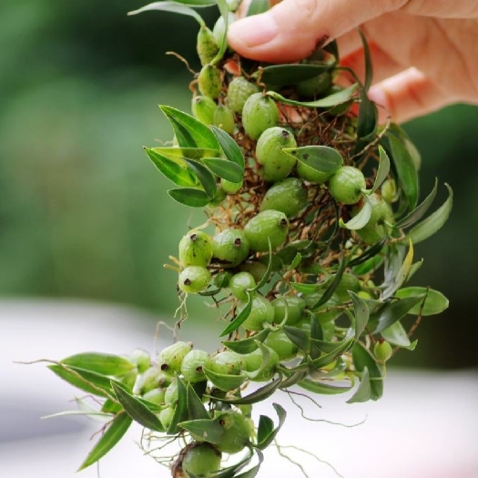 石橄榄双叶小号，果上叶，石岩珠，石仙桃双叶小果