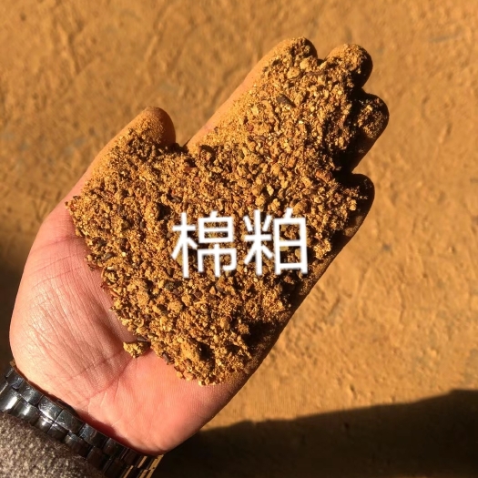 石家庄 棉粕