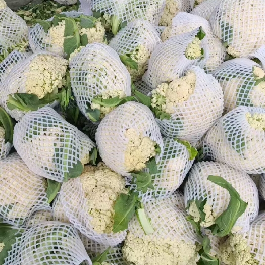博爱县白花菜花  《精品》松花菜供电商平台大型超市及大型批发市场质