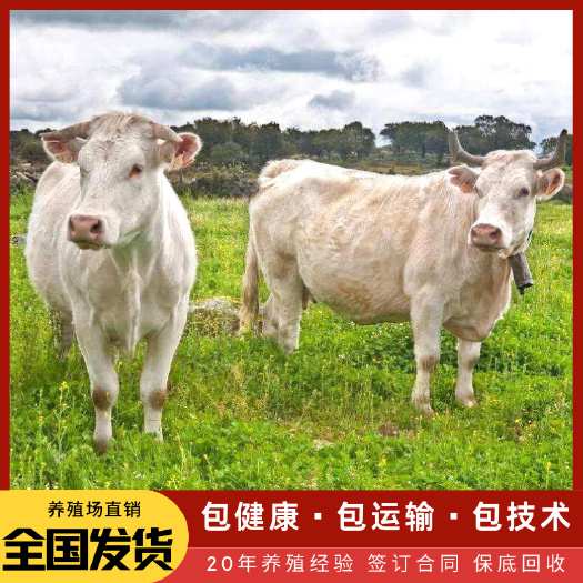 梁山县 夏洛莱牛小牛犊怀孕母牛种牛常年供应无中间商全国包送到家包健康