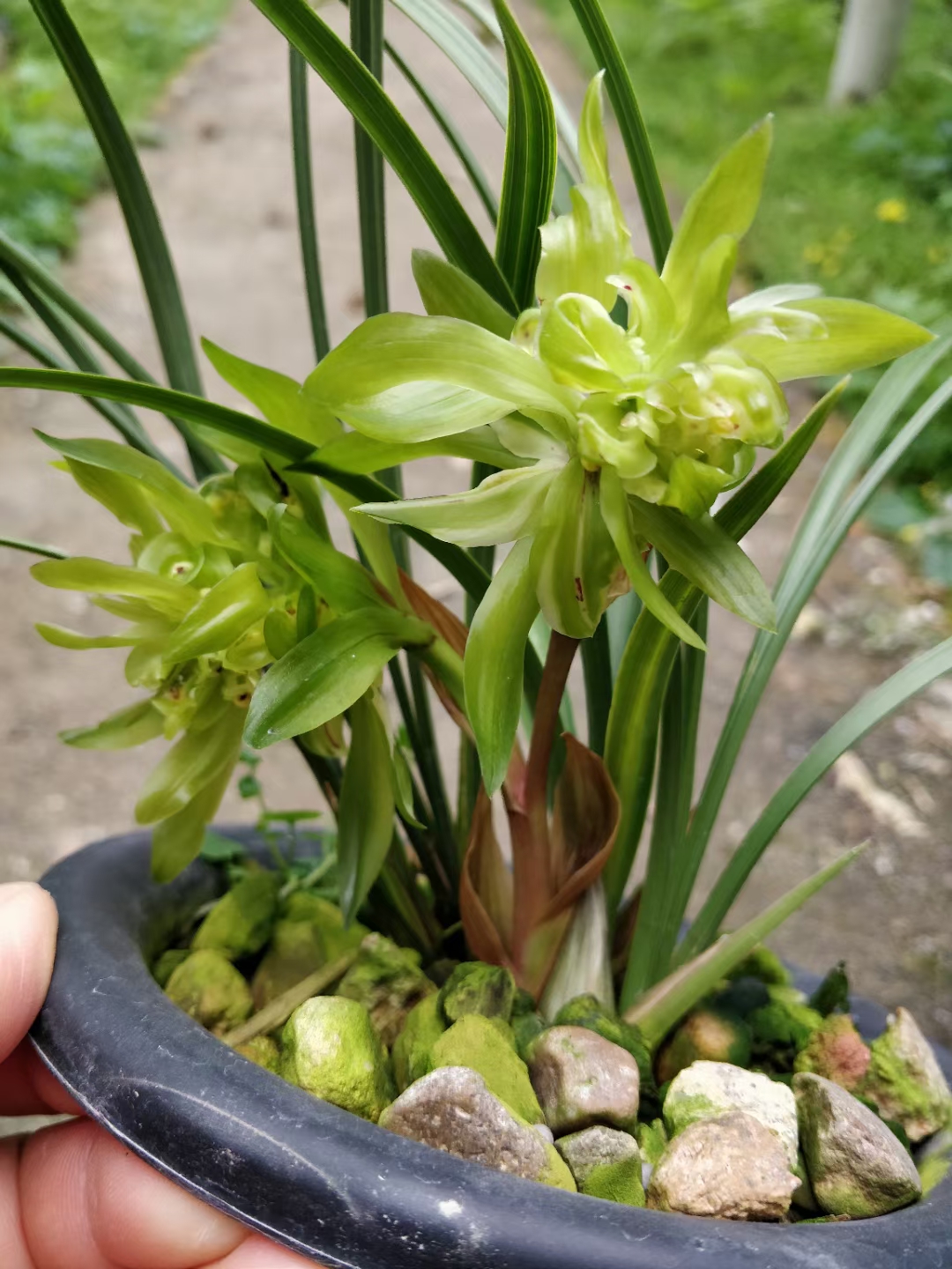  兰花苗 老种余蝴蝶 春兰奇花冬带花苞室内花卉盆栽