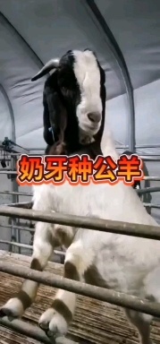 郓城县波尔山羊，包邮到家包技术