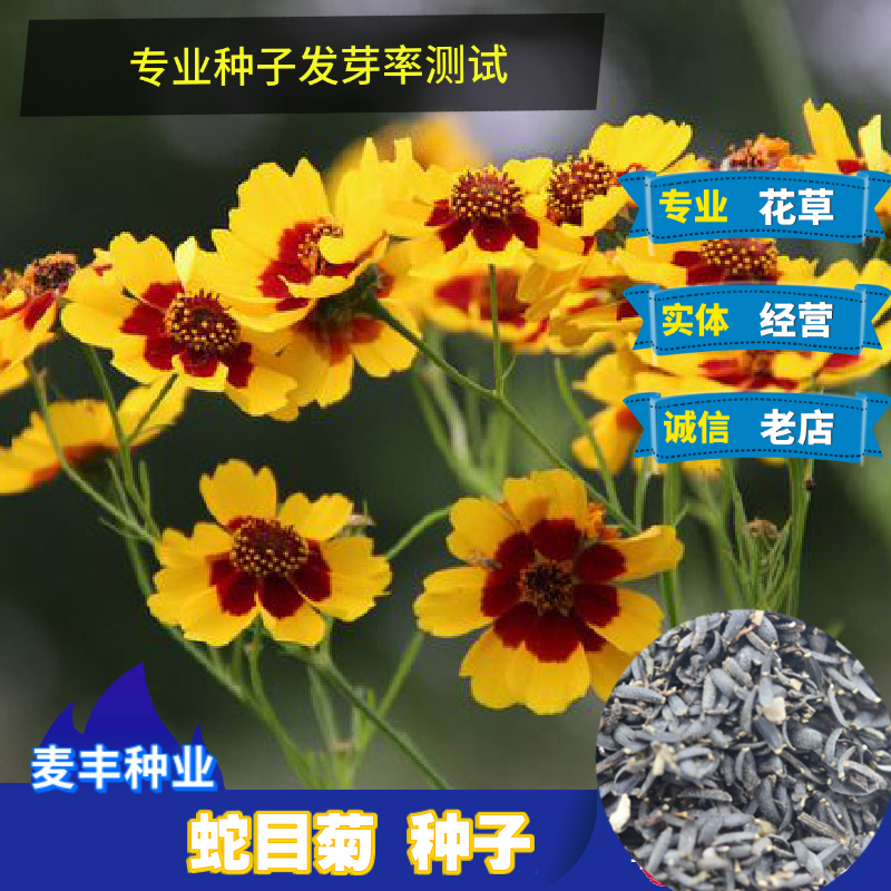 南京黄春菊种子 蛇目菊种子 昆仑雪菊天山雪菊种子 四季耐寒盆栽