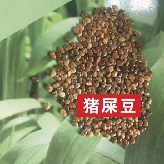 沭阳县扁豆种子 猪屎豆种子