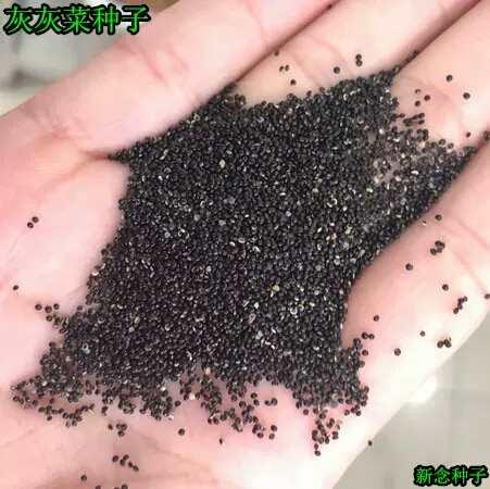 沭阳县灰灰菜种子 藜种子