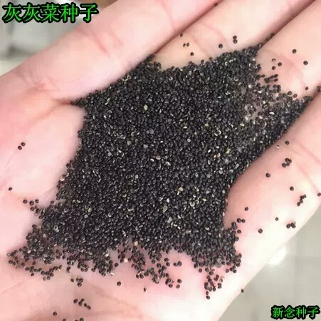 灰灰菜种子 藜种子