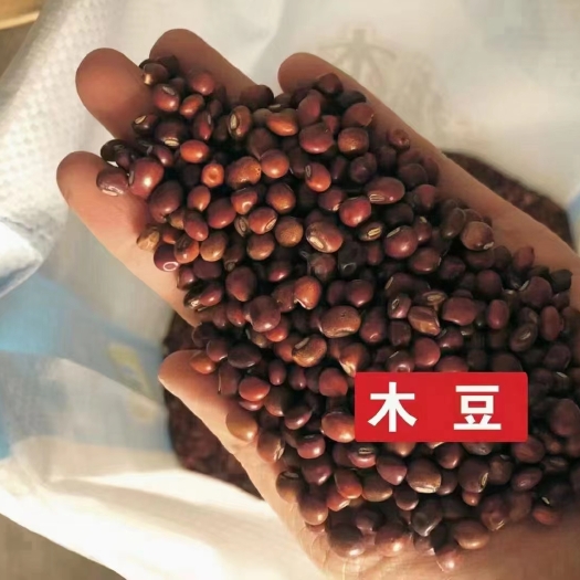 沭阳县木豆种子