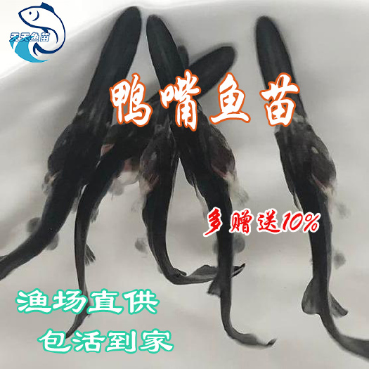 广州鸭嘴鱼苗|长嘴鱼苗|匙吻鸭嘴鱼苗|鸭嘴鱼活体