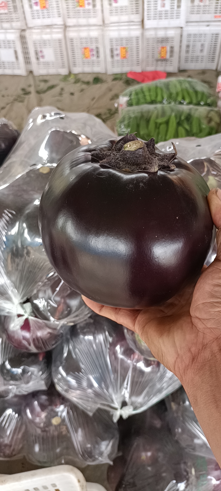 聊城茄子，圆茄，紫光圆茄