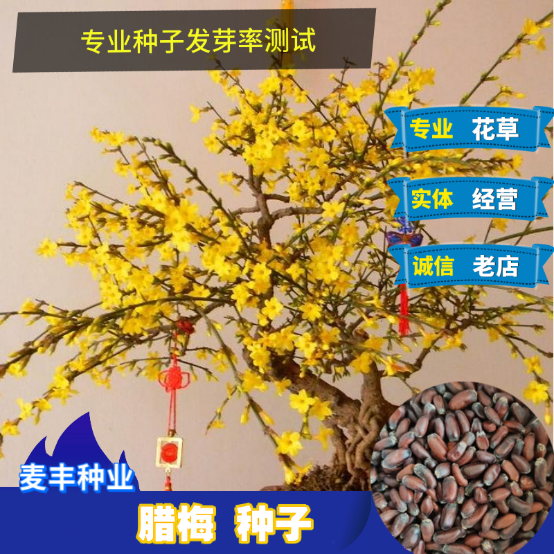 南京蜡梅种子 腊梅种子 冬梅种子 盆栽树木庭院四季耐寒绿化